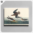 アートパネル-Hyperborean phalarope from Birds of America
 - アメリカの鳥たち Canvas.