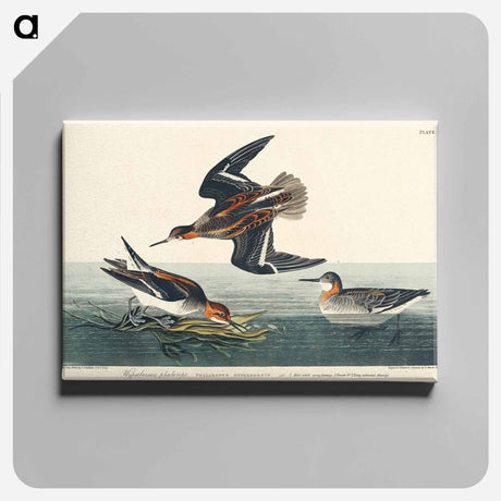 アートパネル-Hyperborean phalarope from Birds of America
 - アメリカの鳥たち Canvas.