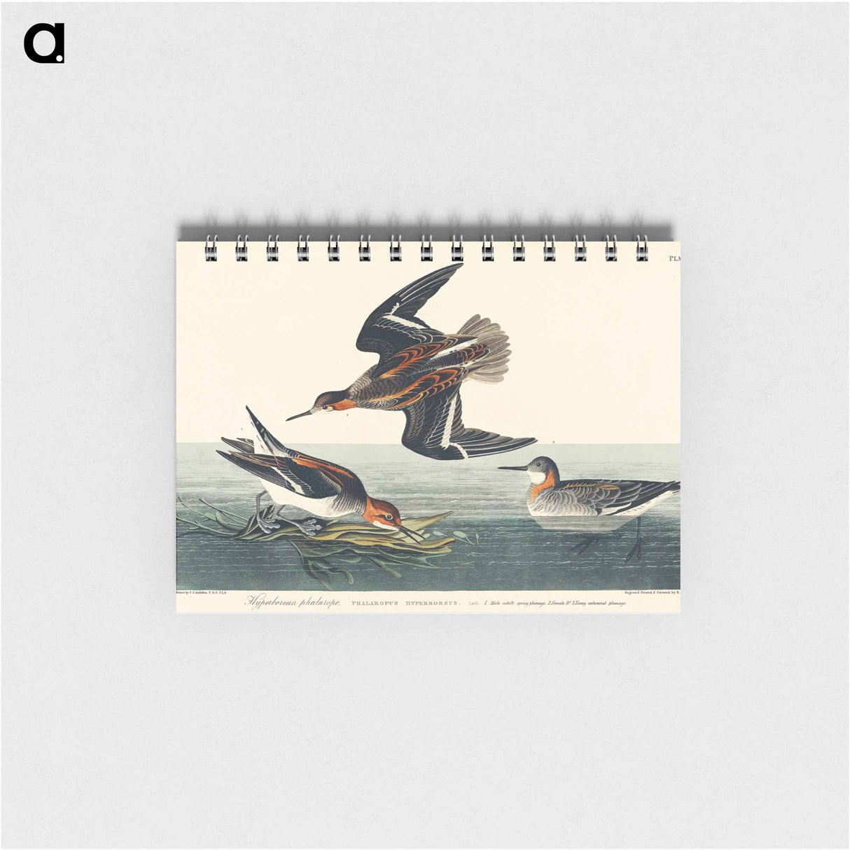 アートメモ帳-Hyperborean phalarope from Birds of America
 - アメリカの鳥たち Memo.