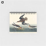 アートメモ帳-Hyperborean phalarope from Birds of America
 - アメリカの鳥たち Memo.