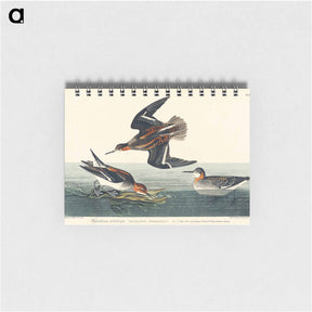 アートメモ帳-Hyperborean phalarope from Birds of America
 - アメリカの鳥たち Memo.