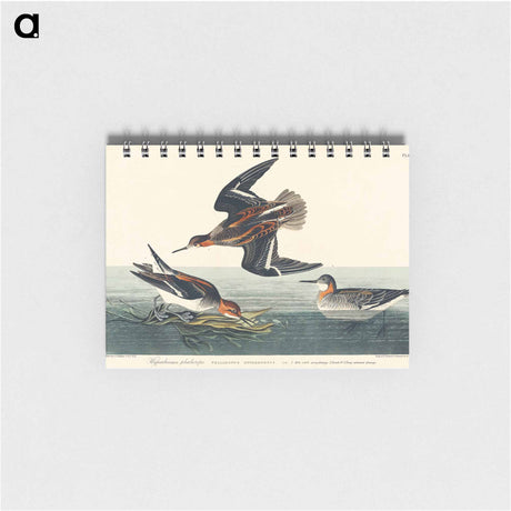 アートメモ帳-Hyperborean phalarope from Birds of America
 - アメリカの鳥たち Memo.