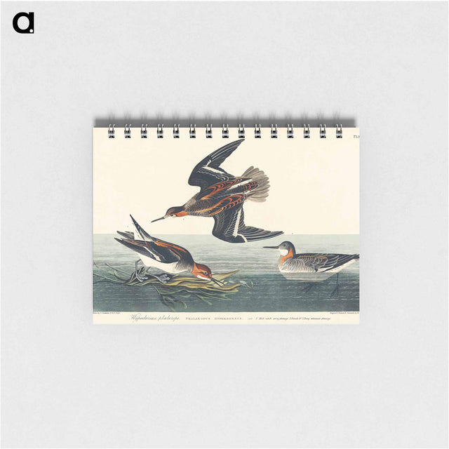 アートメモ帳-Hyperborean phalarope from Birds of America
 - アメリカの鳥たち Memo.