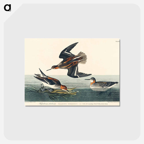 Hyperborean phalarope from Birds of America
 - アメリカの鳥たち Postcard.