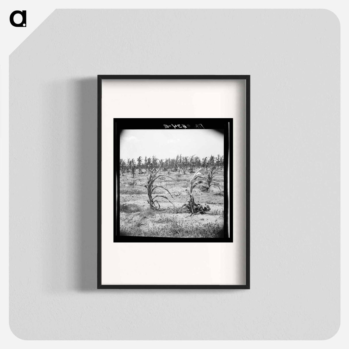 Drying up corn near Eutaw, Alabama - Dorothea Lange Poster.