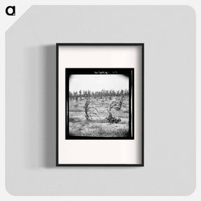 アートポスター-Drying up corn near Eutaw, Alabama - ドロテア ラング Poster.