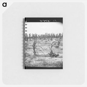 アートメモ帳-Drying up corn near Eutaw, Alabama - ドロテア ラング Memo.