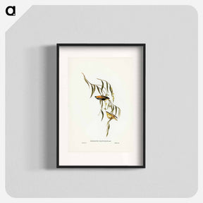 アートポスター-Yellow-rumped Pardalote
 - ジョン グールド Poster.