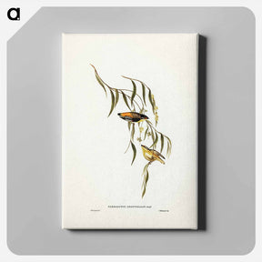 アートパネル-Yellow-rumped Pardalote
 - ジョン グールド Canvas.