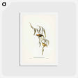 アートポストカード-Yellow-rumped Pardalote
 - ジョン グールド Postcard.