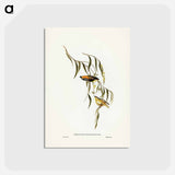 アートポストカード-Yellow-rumped Pardalote
 - ジョン グールド Postcard.
