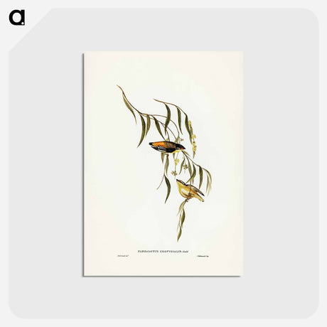 アートポストカード-Yellow-rumped Pardalote
 - ジョン グールド Postcard.