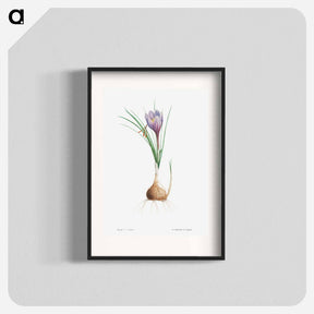 アートポスター-Blue Dutch iris - ピエール ジョゼフ ルドゥーテ Poster.