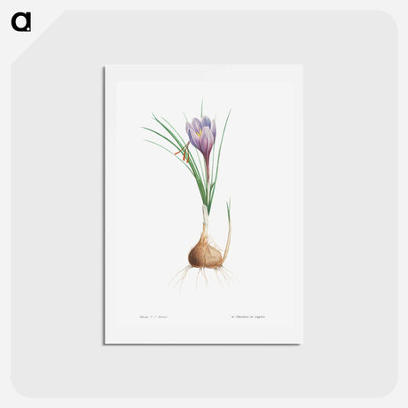 アートポストカード-Blue Dutch iris - ピエール ジョゼフ ルドゥーテ Postcard.