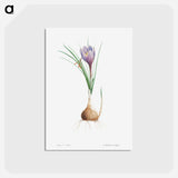 アートポストカード-Blue Dutch iris - ピエール ジョゼフ ルドゥーテ Postcard.