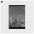 アートポストカード-Oats
 - ラッセル リー Postcard.