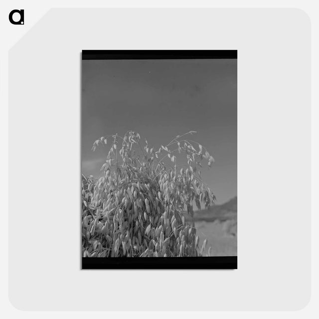 アートポストカード-Oats
 - ラッセル リー Postcard.