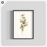 Fuscous Gerygone
 - オーストラリアの鳥 Poster.