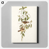 Fuscous Gerygone
 - オーストラリアの鳥 Canvas.