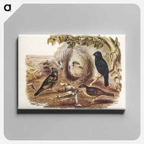 アートパネル-Satin Bower Bird
 - ジョン グールド Canvas.
