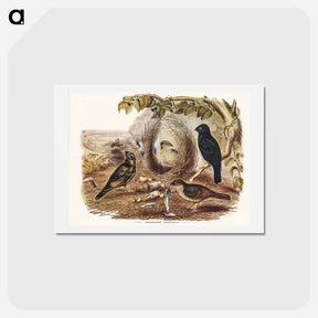 アートポストカード-Satin Bower Bird
 - ジョン グールド Postcard.