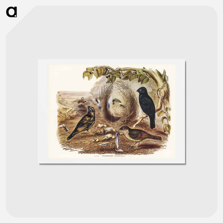 アートポストカード-Satin Bower Bird
 - ジョン グールド Postcard.