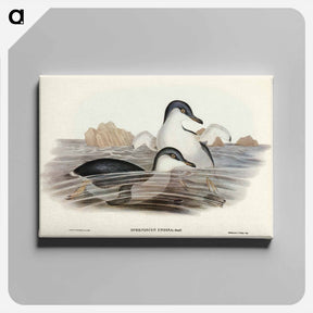 アートパネル-Fairy Penguin
 - オーストラリアの鳥 Canvas.