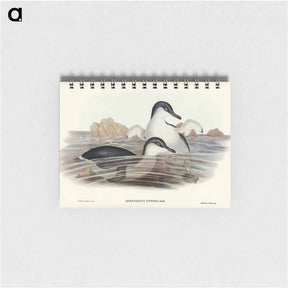 アートメモ帳-Fairy Penguin
 - オーストラリアの鳥 Memo.
