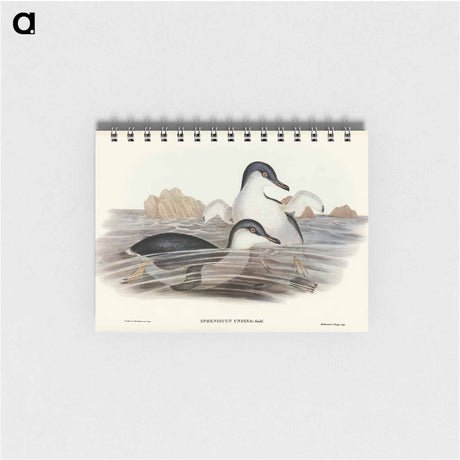 アートメモ帳-Fairy Penguin
 - オーストラリアの鳥 Memo.