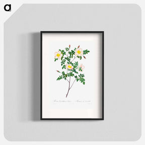 アートポスター-Rosa Candolleana Elegans
 - クリーブランド美術館 Poster.