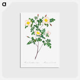 アートポストカード-Rosa Candolleana Elegans
 - クリーブランド美術館 Postcard.