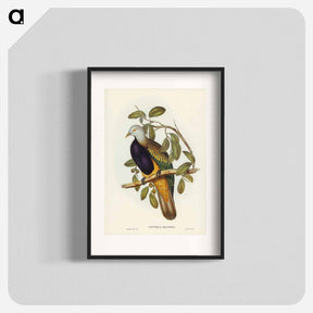 アートポスター-Magnificent Fruit Pigeon
 - ジョン グールド Poster.