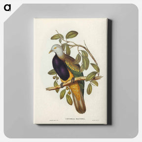 アートパネル-Magnificent Fruit Pigeon
 - ジョン グールド Canvas.