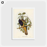 アートポストカード-Magnificent Fruit Pigeon
 - ジョン グールド Postcard.