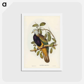 アートポストカード-Magnificent Fruit Pigeon
 - ジョン グールド Postcard.