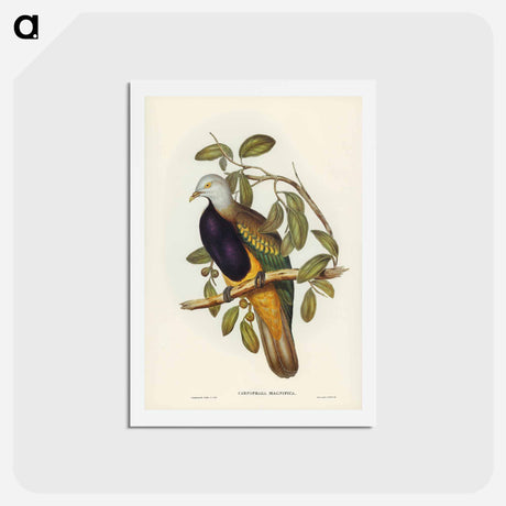 アートポストカード-Magnificent Fruit Pigeon
 - ジョン グールド Postcard.