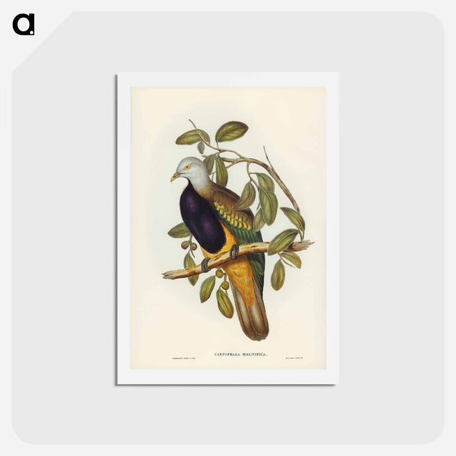 アートポストカード-Magnificent Fruit Pigeon
 - ジョン グールド Postcard.