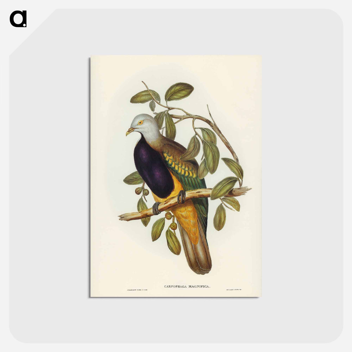 アートポストカード-Magnificent Fruit Pigeon
 - ジョン グールド Postcard.