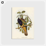 アートポストカード-Magnificent Fruit Pigeon
 - ジョン グールド Postcard.