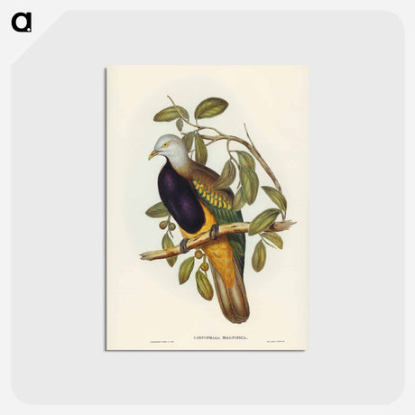 アートポストカード-Magnificent Fruit Pigeon
 - ジョン グールド Postcard.