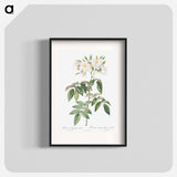 Musk rose - Pierre Joseph Redouté Poster.