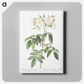 アートパネル-Musk rose - ピエール ジョゼフ ルドゥーテ Canvas.