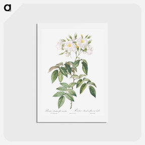 アートポストカード-Musk rose - ピエール ジョゼフ ルドゥーテ Postcard.