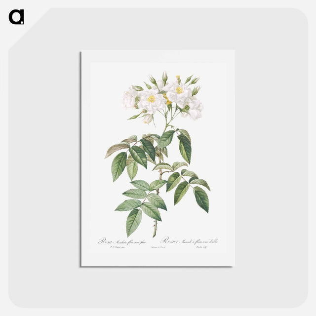 アートポストカード-Musk rose - ピエール ジョゼフ ルドゥーテ Postcard.