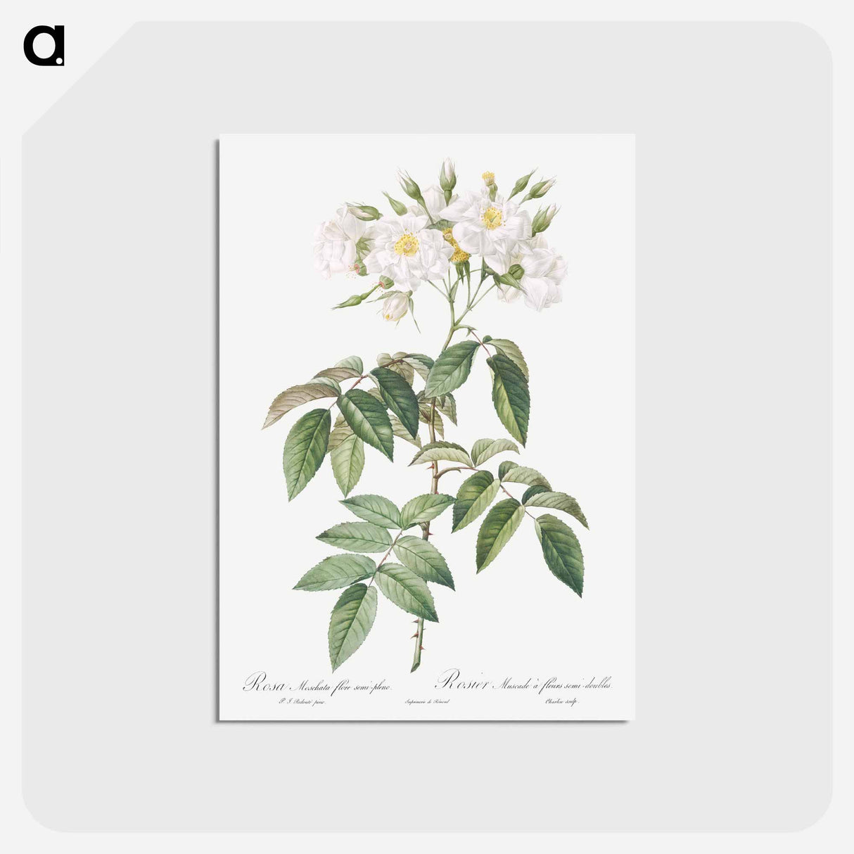 アートポストカード-Musk rose - ピエール ジョゼフ ルドゥーテ Postcard.