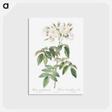 アートポストカード-Musk rose - ピエール ジョゼフ ルドゥーテ Postcard.