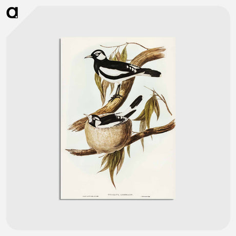 アートポストカード-Pied Grallina
 - オーストラリアの鳥 Postcard.