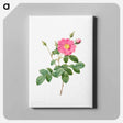 アートパネル-Cabbage Rose
 - クリーブランド美術館 Canvas.