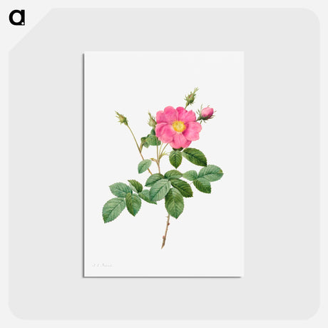 アートポストカード-Cabbage Rose
 - クリーブランド美術館 Postcard.