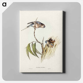 アートパネル-Bouke's Grass-Parakeet
 - ジョン グールド Canvas.